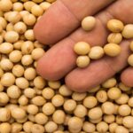 农产品期货基础介绍 - ultima markets