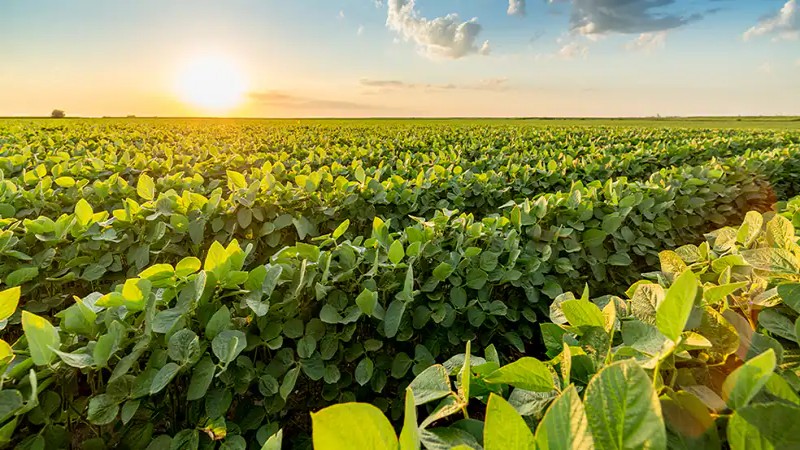 农产品期货交易概览 - ultima markets