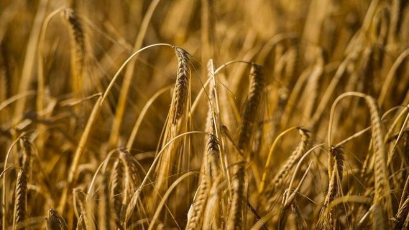 农产品期货风险管理策略 - ultima markets