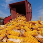 玉米期货交易新手指南-从合约规格到价格行情分析全攻略