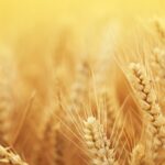 小麦期货基础知识定义 - ultima markets