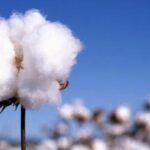 棉花期货交易全攻略