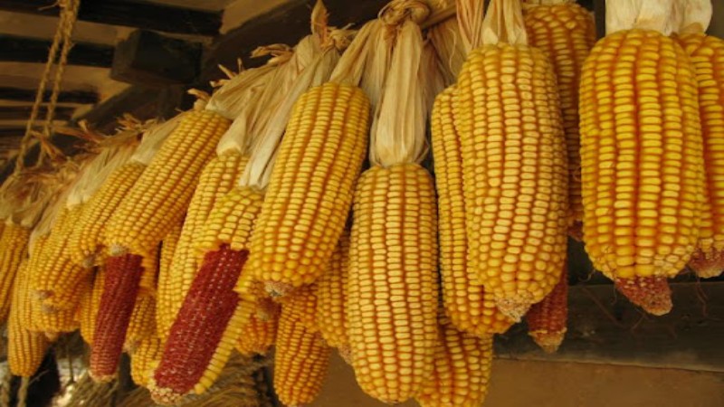 玉米期货 - ultima markets