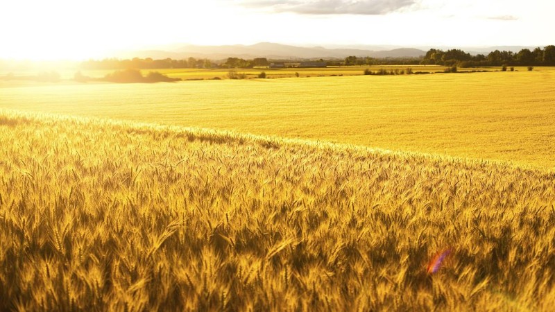 小麦期货投资全攻略